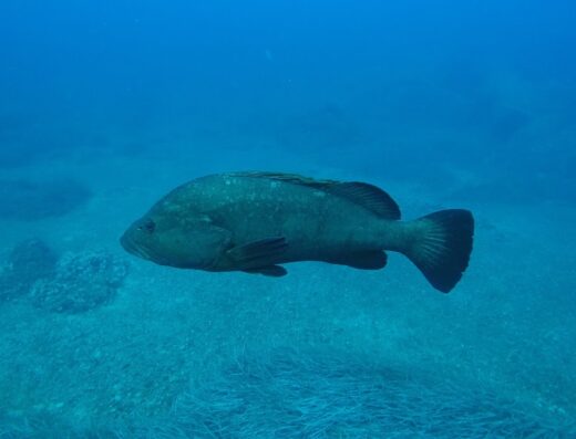 Dive Center Hippocampe
